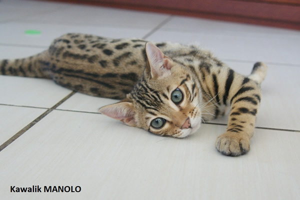 CHATON BENGAL
